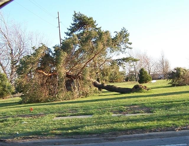  Uprooted tree