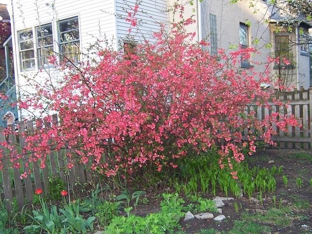 red flowering something bush