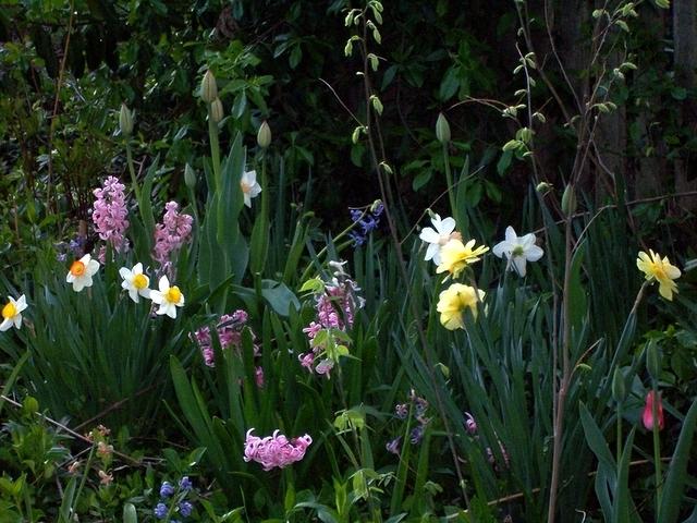 spring bulbs