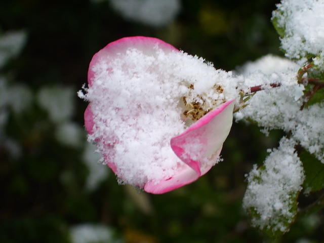 The last rose of summer