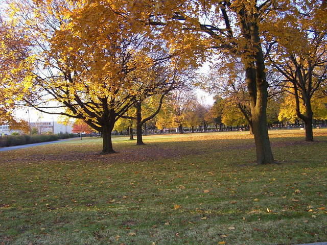 Fall trees in the cemetery