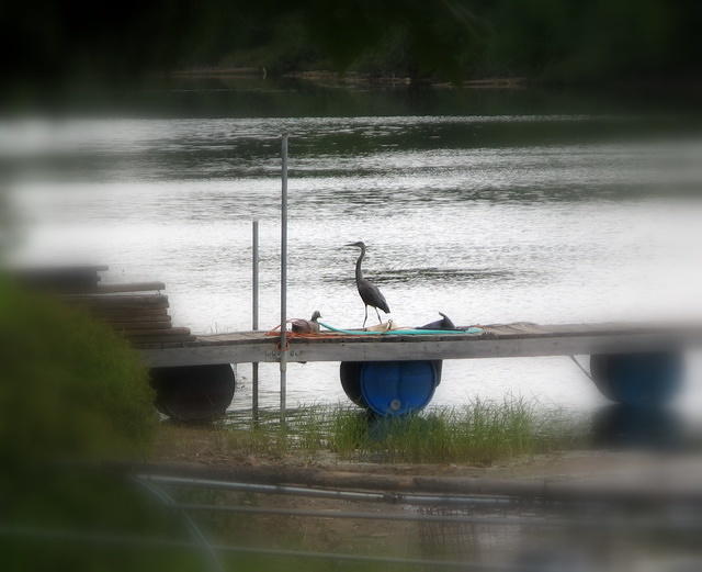 Great Blue Heron