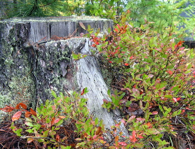 Blueberry bushes and an old stump