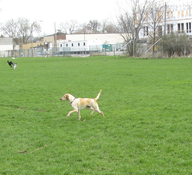 At the dog park