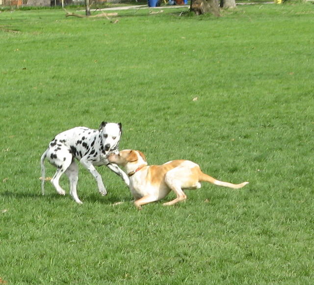 Playing with the dalmation