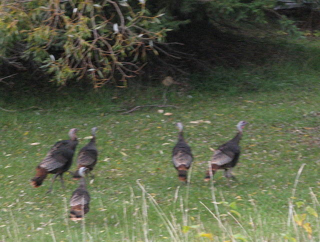 Wild turkeys