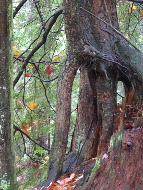 Tree roots