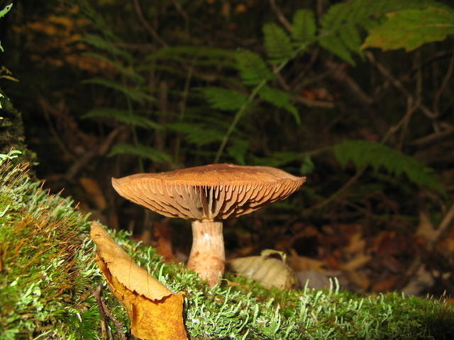 Deadly amanita