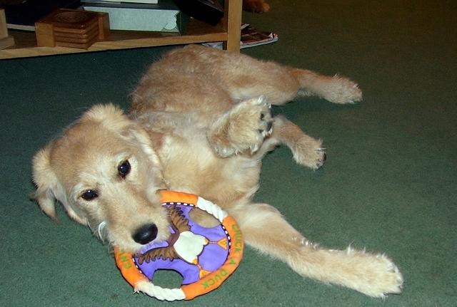 Doggie frisbee