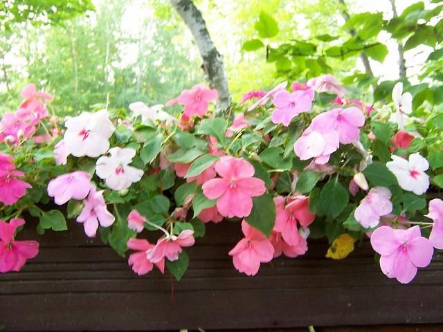 pink_impatiens_birch_woods