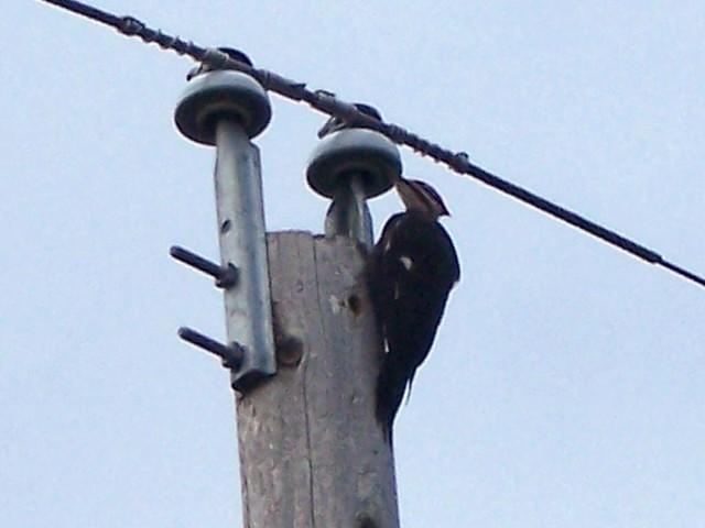 Pileated_woodpecker