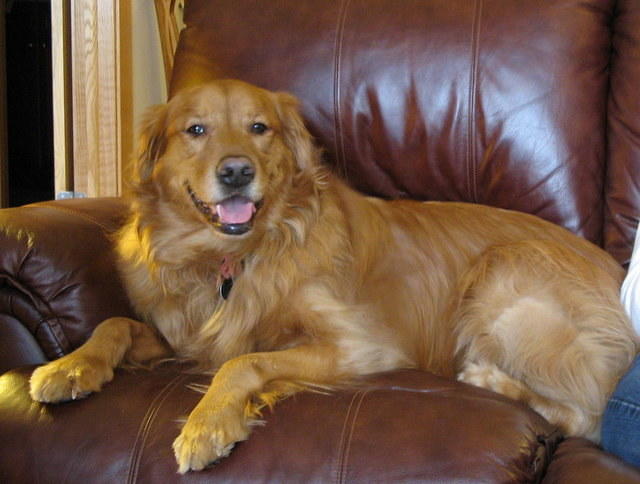 King of the castle--or at least the couch