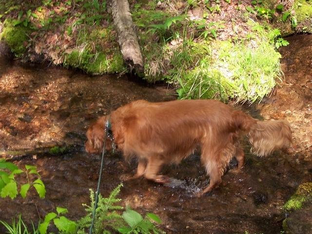 Dog and creek in sunlight