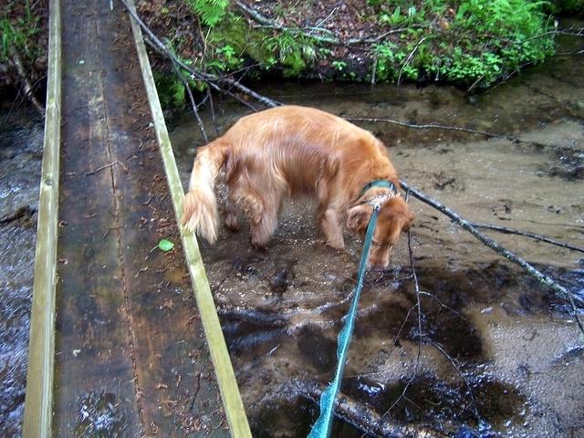 Casey at the bridge