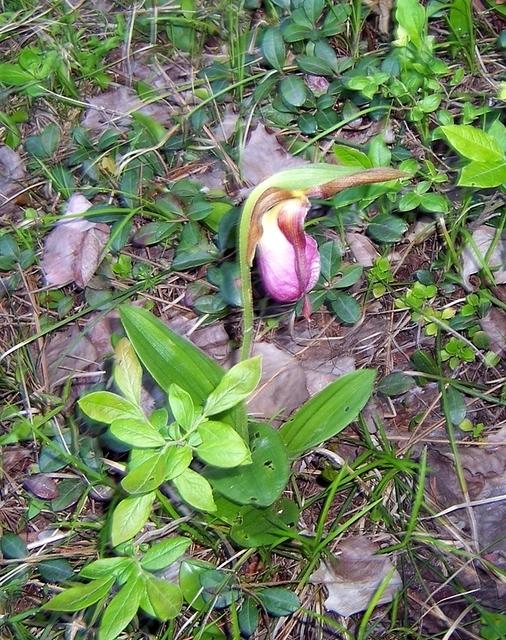 Lady's slipper