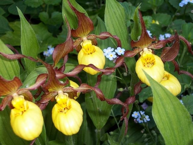 Yellow lady slippers