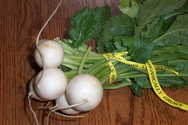 japanese_turnips