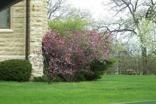 Beloit_flowering_plum