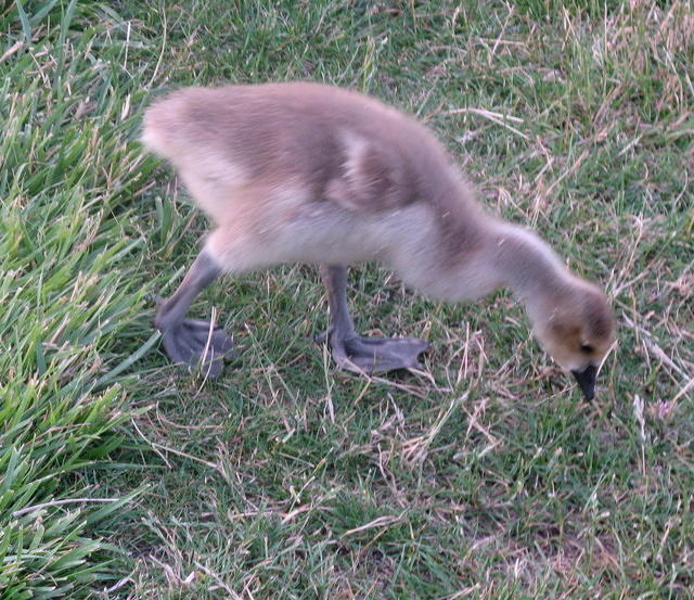 Scary gosling