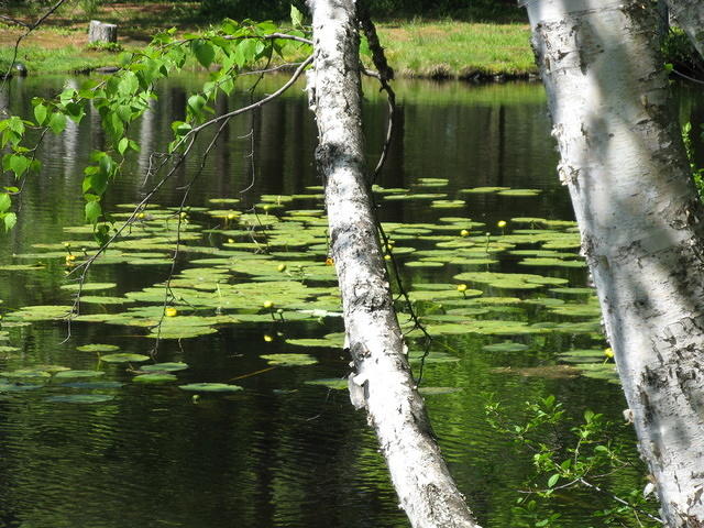 Lily pads and birch