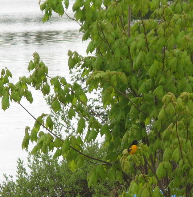 Baltimore Oriole