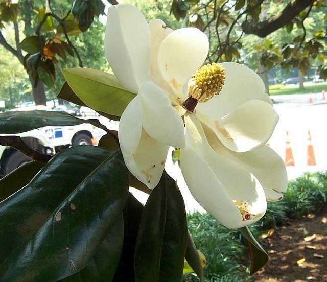 dc_magnolia_outside_constitution_hall