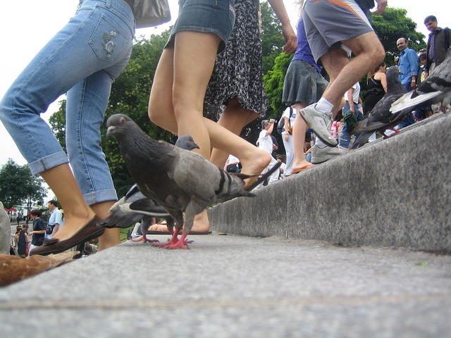 Pigeons - 2