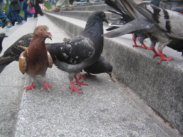 Pigeons - 4