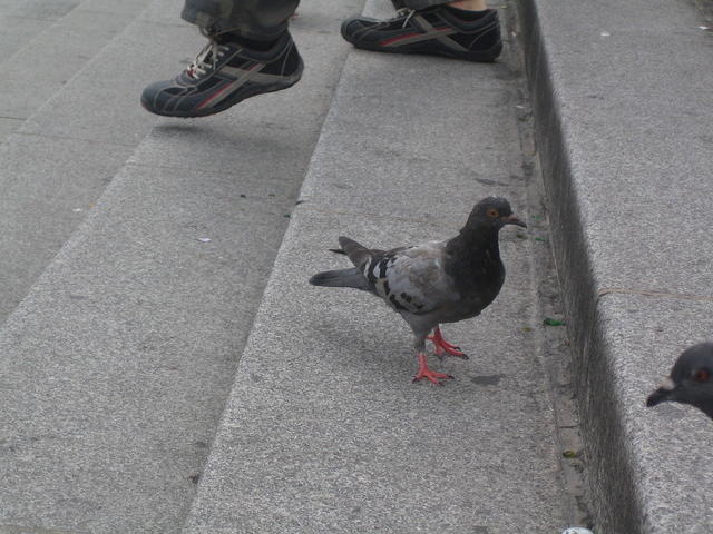 Pigeons - 5