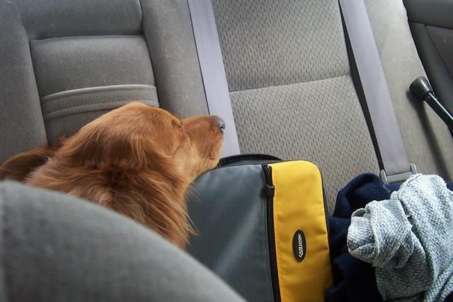 dog_in_back_seat