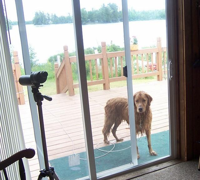 wet_dog_on_porch