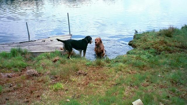 loki_in_bass_lake