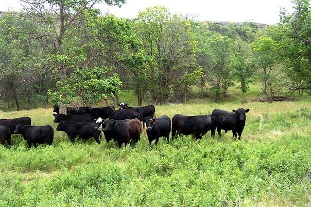 cows_in_shepherd_canyon