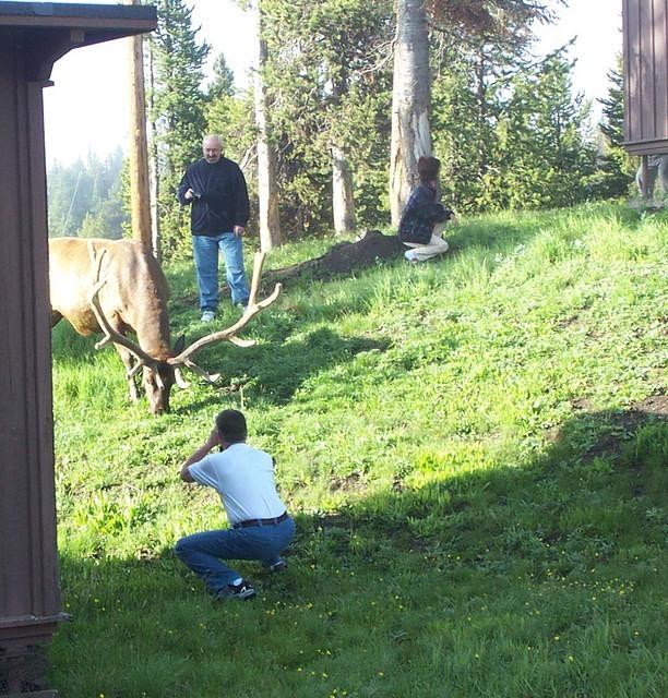 elk_at_cabins_with_idiots