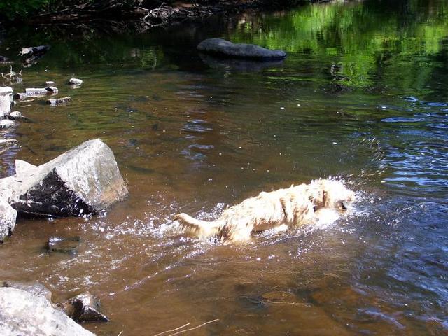 River dog