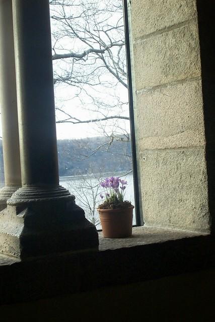 crocuses_in_cloister_window