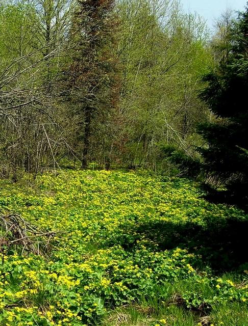 Marsh marigolds