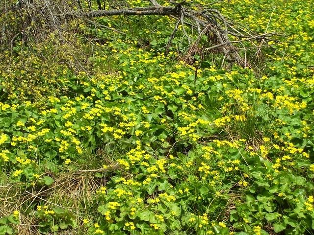 More marsh marigolds