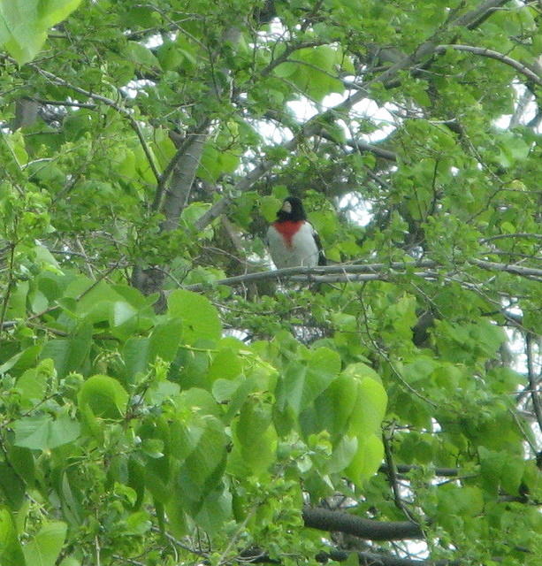 Rose-breasted grosbeak