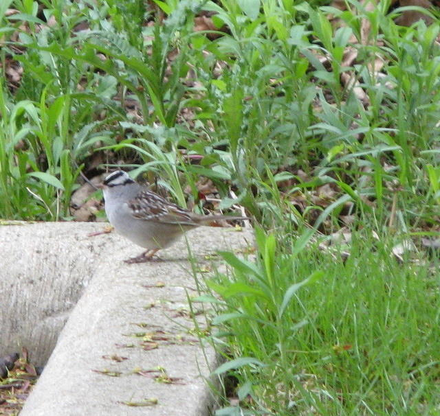 White crowned sparrow