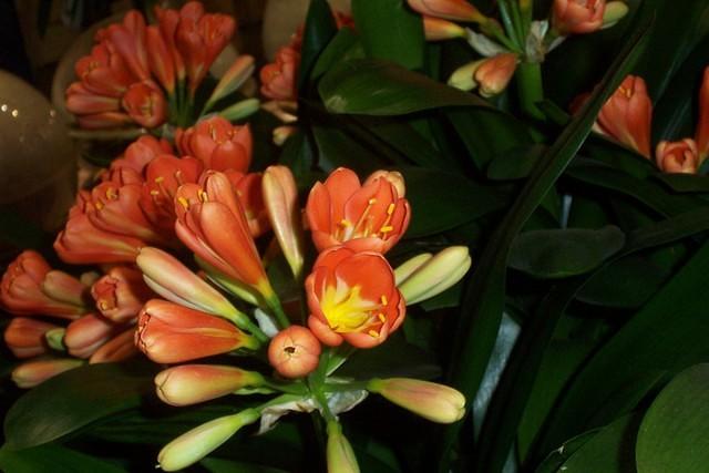 clivia_orange