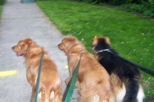 3_dogs_blurry