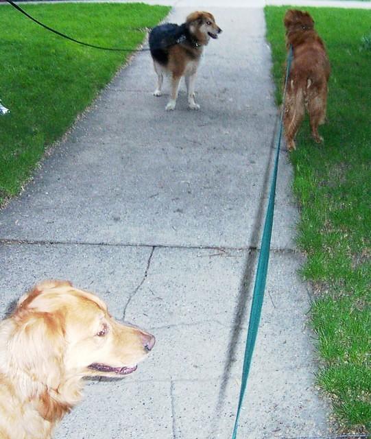 3_dogs_on_the_sidewalk