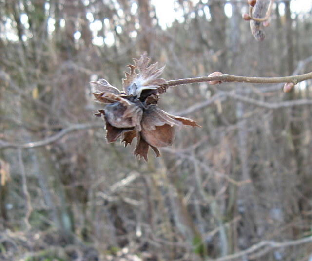 Last year's seed pod