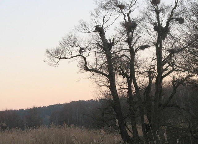 Heron rookery