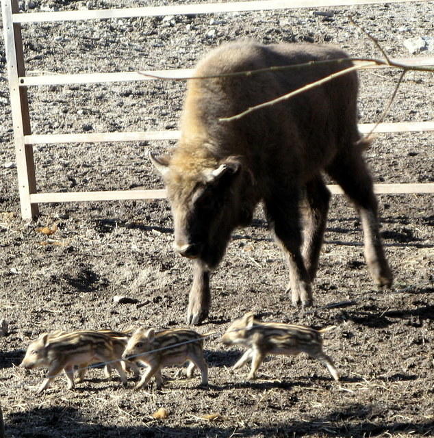 Teen-age bison with stoats