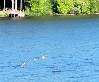 Ducks on Bass Lake