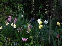 spring bulbs