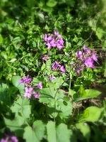 Lunaria