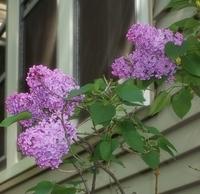 Lilacs